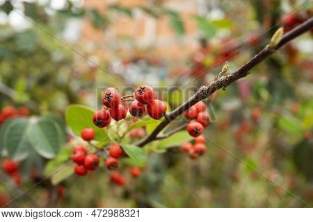 Chinese Pyracanthus, Small Shrub, Recognizable By Its Deep Red, Very Decorative Fruits - Pyracantha 