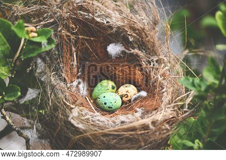 Bird Nest On Tree Branch With Three Eggs Inside, Bird Eggs On Birds Nest And Feather In Summer Fores