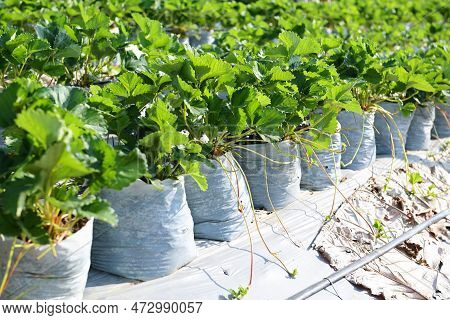 Green Strawberry Field On Hill Mountain, Strawberry Plant Farm In Pot, Strawberry Field For Harvest 
