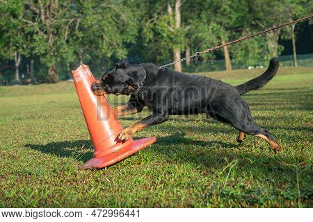 Rottweiler Dog Attack A Red Cone By Biting It. Dog Training Concept.