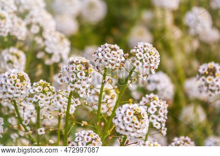 Dainty Purple And White Flowers Of Lobularia Maritima Alyssum Maritimum, Sweet Alyssum Or Sweet Alis