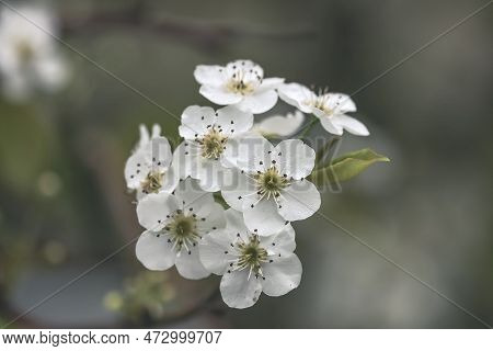 A Sand Pear Or Pyrus Pyrifolia Flowers. Beautiful White Flowers Bloom