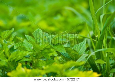 Luonnonvaraisten kasvien