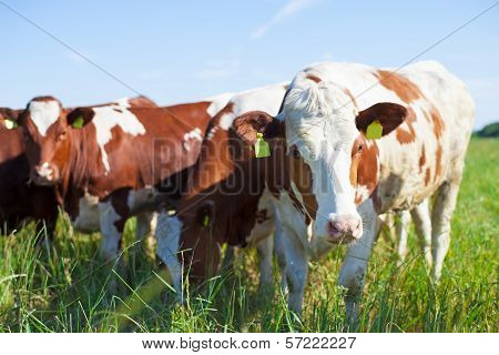 Cows