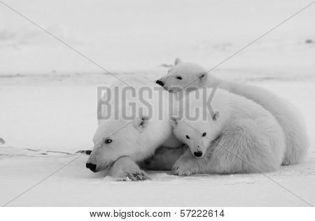 Polar She-bear With Cubs.