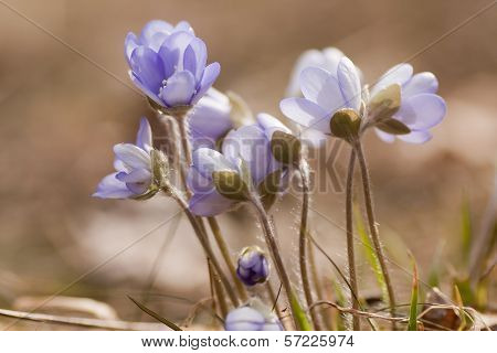 blue anemones