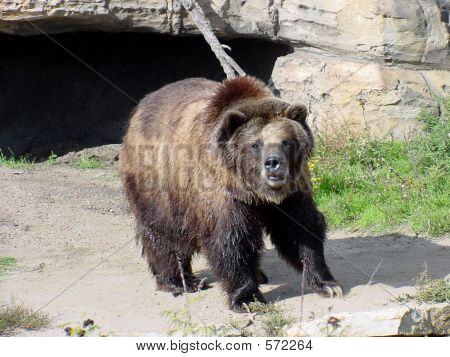 Medvěd grizzly