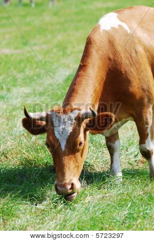Uma vaca no pasto com nublado céu azul ao fundo