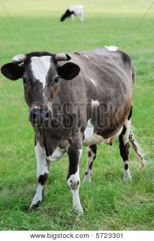 Uma vaca no pasto com nublado céu azul ao fundo