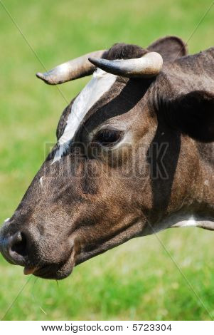 Uma vaca no pasto com nublado céu azul ao fundo