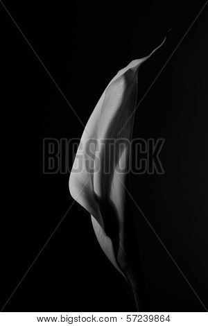 Calla lily