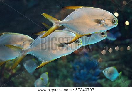 School Of Fish Similar To Platax Or Pomfret In Salwater Aquarium