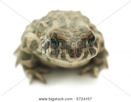 Sapo grande (Bufonidae) sobre fondo blanco