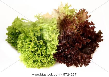 Lactuca Sativa Lettuce_green rød