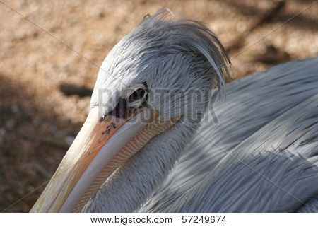 Dalmatian Pelican - Pelecanus Crispus