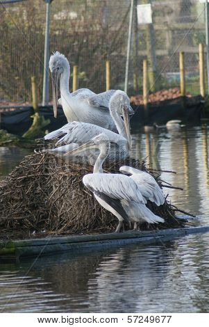 Dalmatian Pelican - Pelecanus Crispus