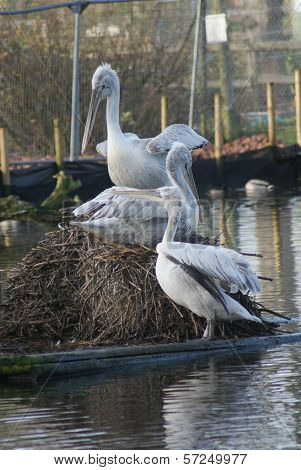 Dalmatian Pelican - Pelecanus Crispus