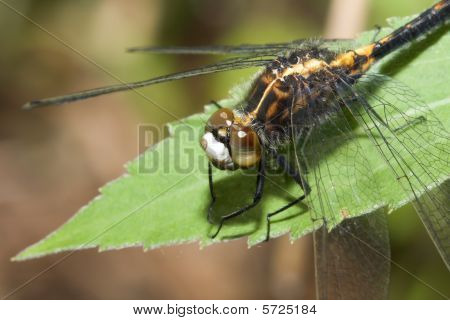 Wspólne Darter Dragonfly