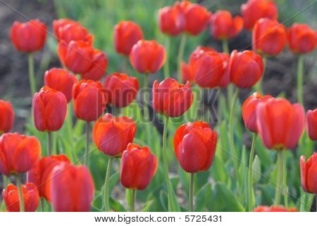 Tulipani rossi