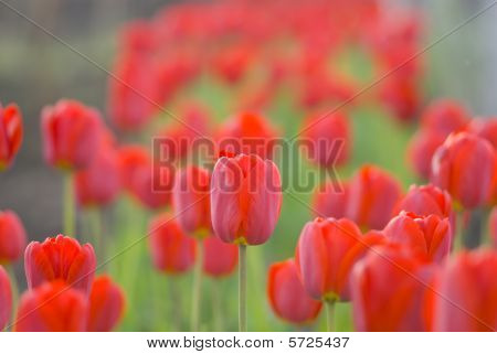 Tulipani rossi