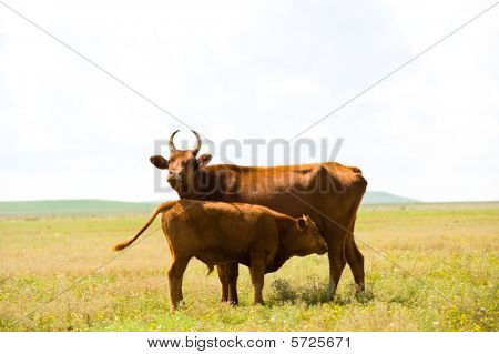 Vache et veau de race Kalmyk