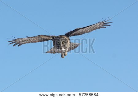 great grey owl in the sky