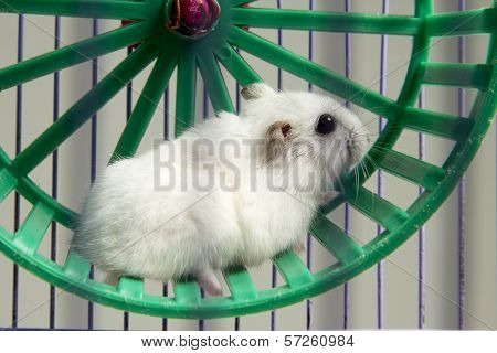 little hamster running in a wheel and cage