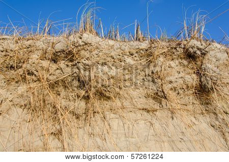 Beach Grass, Ammophila