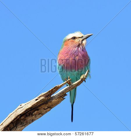 lilac-breasted roller
