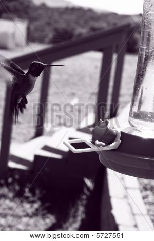 Hummingbird im Flug