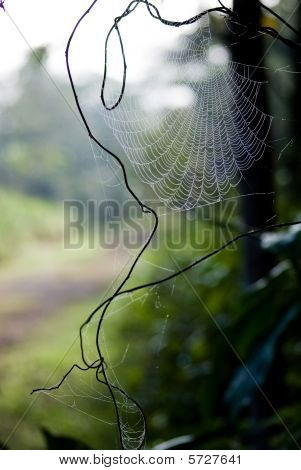 Web