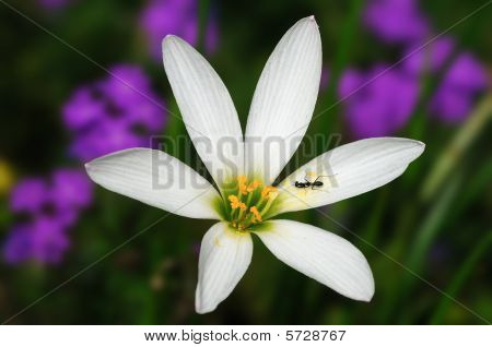 Yağmur Lily