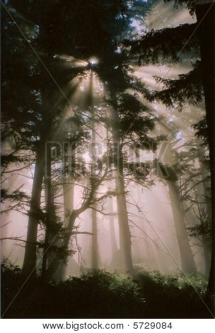 Mist in het Forest