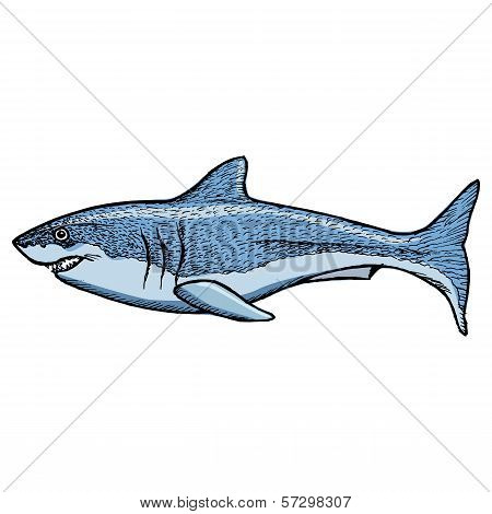 Shark