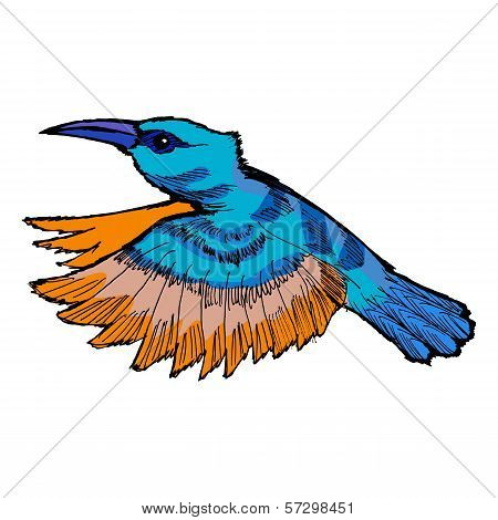 Hummingbird