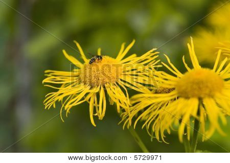 Artishoke Blumen