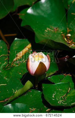 Water Lily