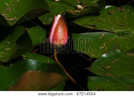 Water Lily