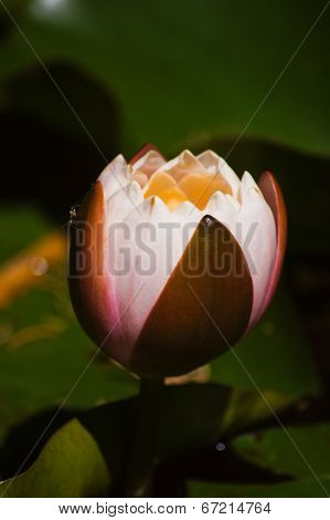Water Lily