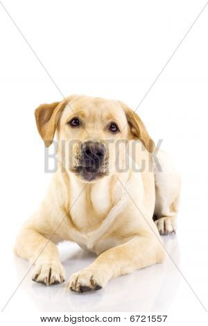 悲伤看拉布拉多犬