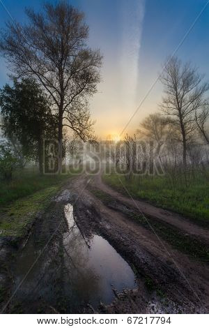 Foggy landscape with a  tree silhouette