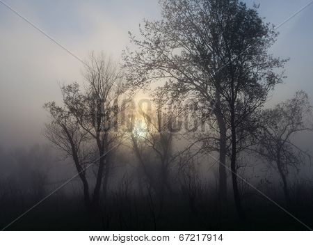 Foggy landscape with a  tree silhouette