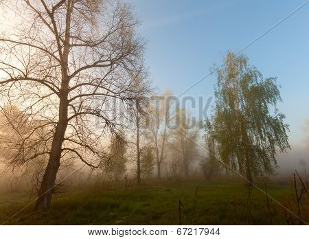 Foggy landscape with a  tree silhouette
