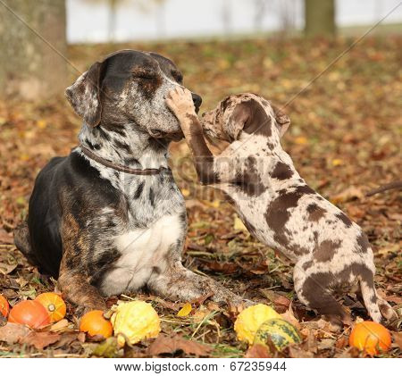 Louisiana Catahoula Dog With Adorable Puppy In Autumn