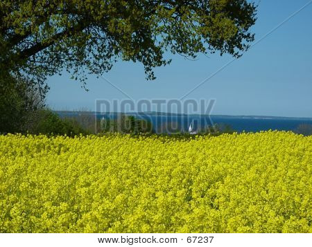 Изнасилование воды дерево лодка