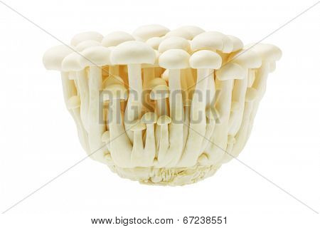 White Beech Japanese Mushroom Bunapi Shimeji