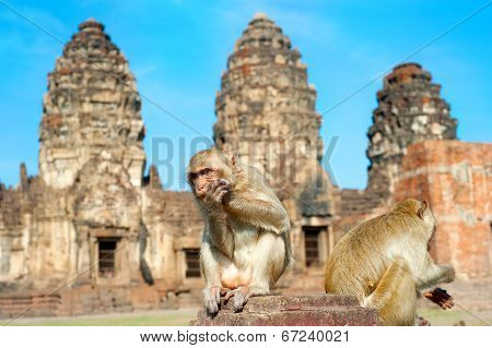 Monkey Temple