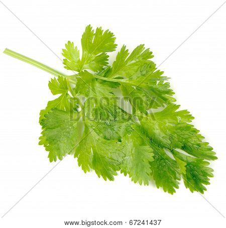Green Celery Leaves Isolated On White Background