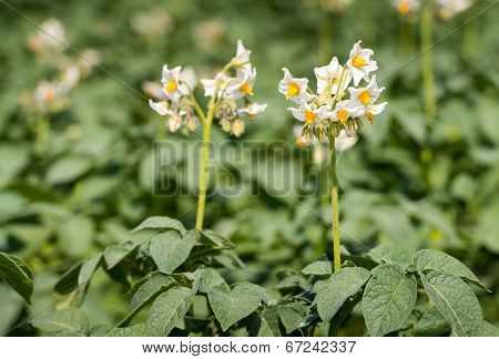 White Flowers With Yellow Stamens Of Potato Plants From Close