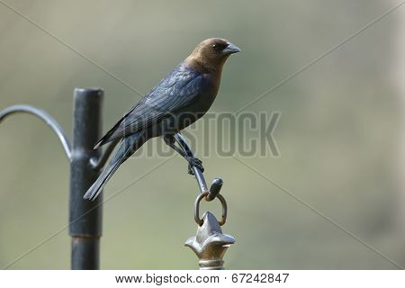 Male Brown-headed Cowbird